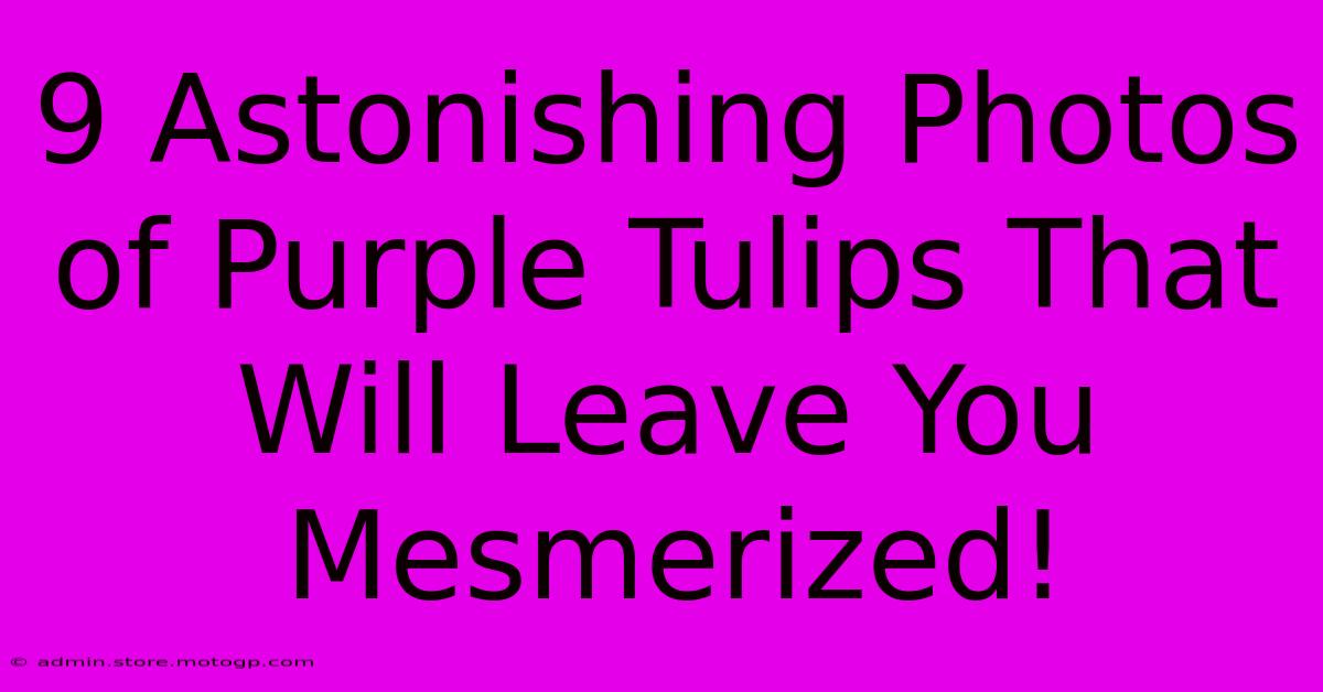 9 Astonishing Photos Of Purple Tulips That Will Leave You Mesmerized!