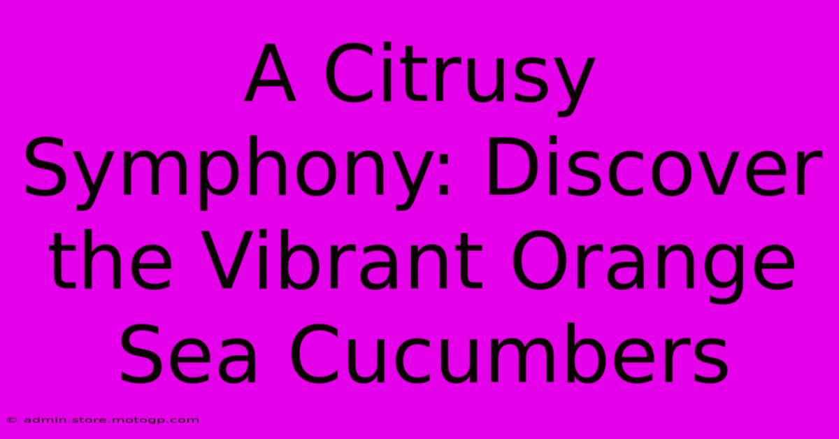 A Citrusy Symphony: Discover The Vibrant Orange Sea Cucumbers