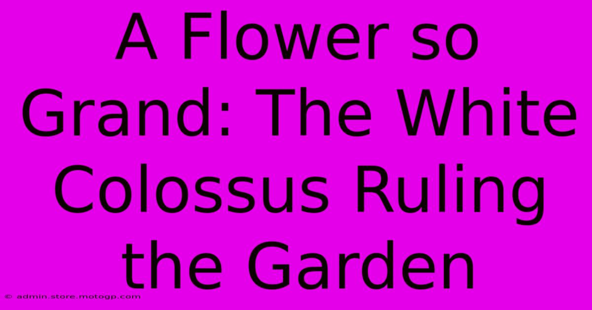 A Flower So Grand: The White Colossus Ruling The Garden