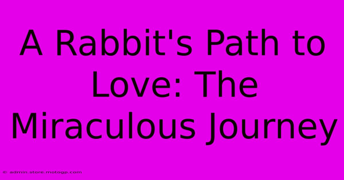 A Rabbit's Path To Love: The Miraculous Journey