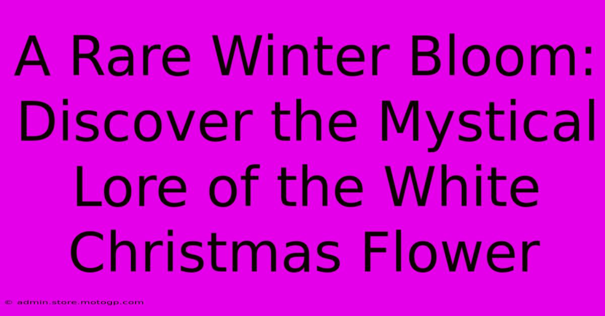 A Rare Winter Bloom: Discover The Mystical Lore Of The White Christmas Flower