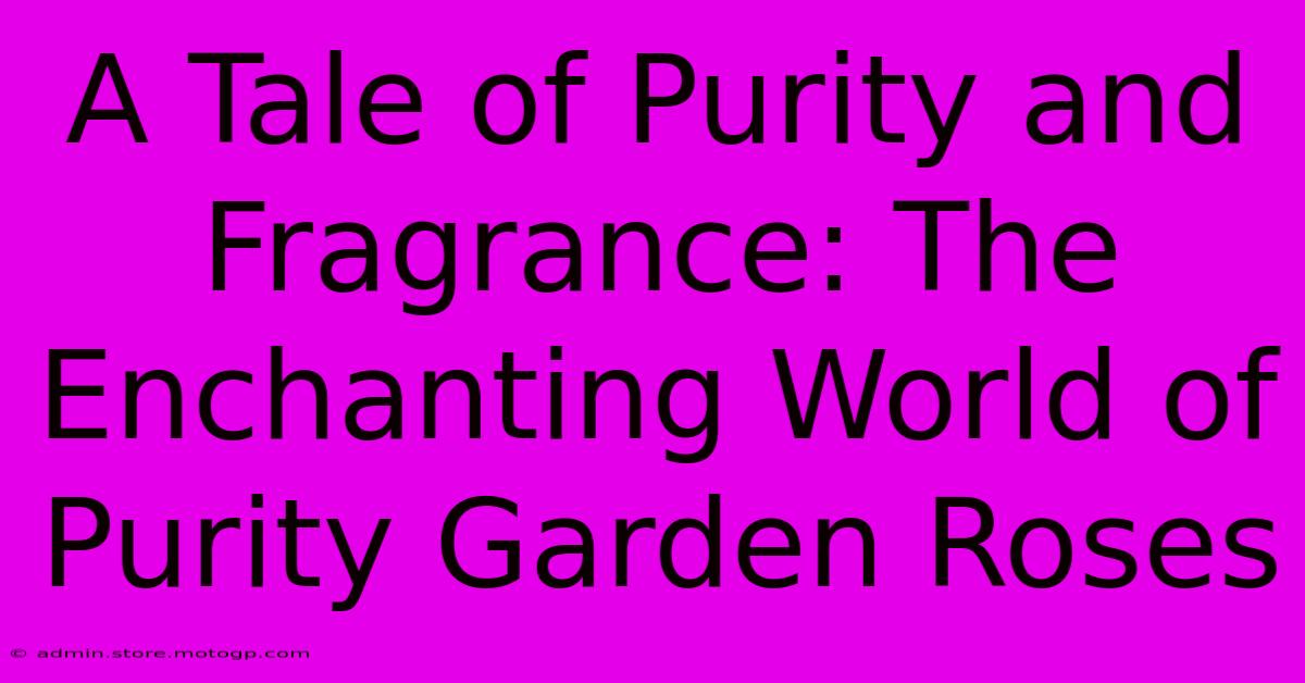 A Tale Of Purity And Fragrance: The Enchanting World Of Purity Garden Roses