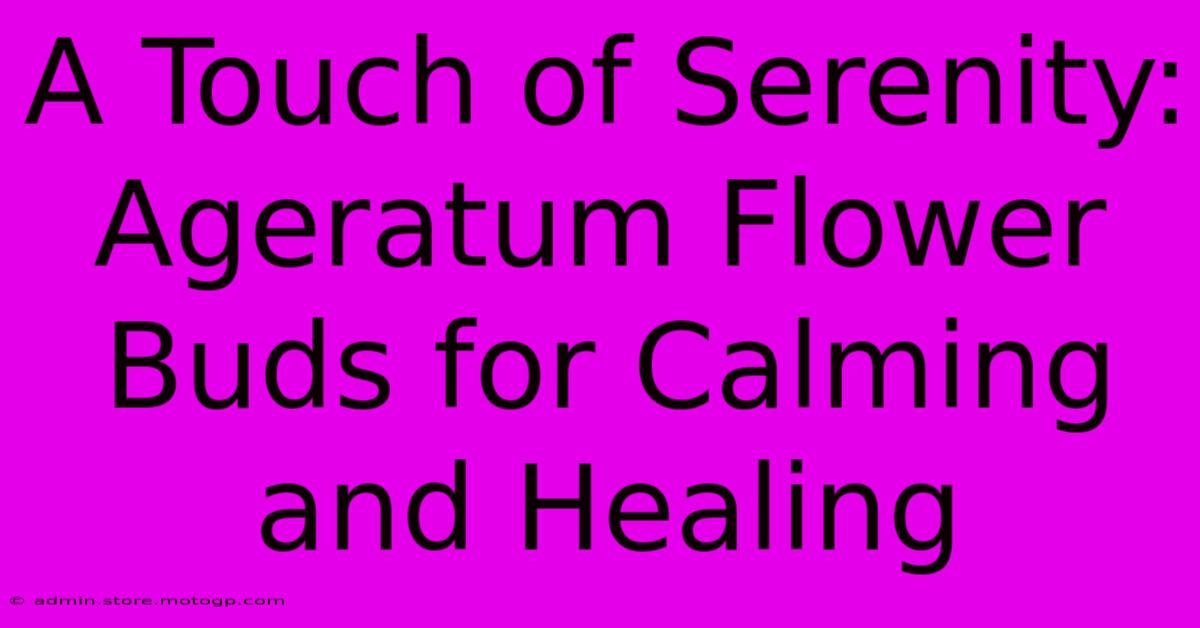 A Touch Of Serenity: Ageratum Flower Buds For Calming And Healing