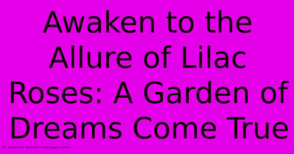 Awaken To The Allure Of Lilac Roses: A Garden Of Dreams Come True