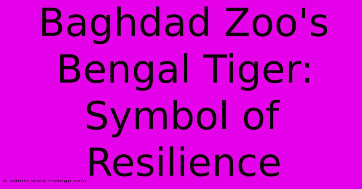 Baghdad Zoo's Bengal Tiger: Symbol Of Resilience