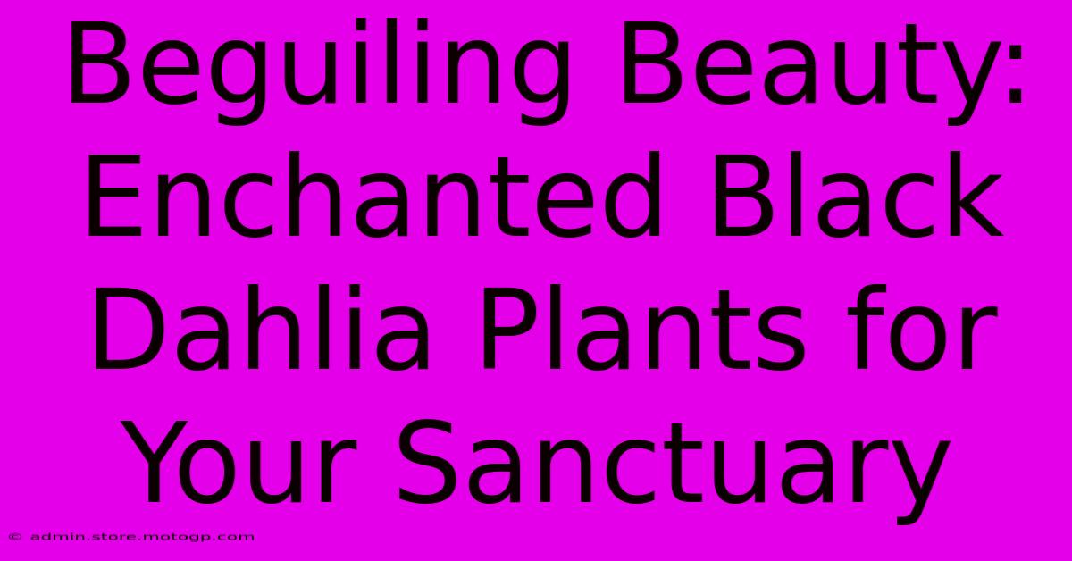 Beguiling Beauty: Enchanted Black Dahlia Plants For Your Sanctuary