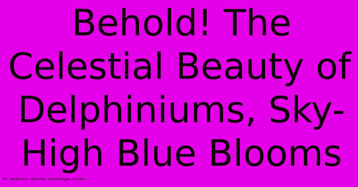 Behold! The Celestial Beauty Of Delphiniums, Sky-High Blue Blooms