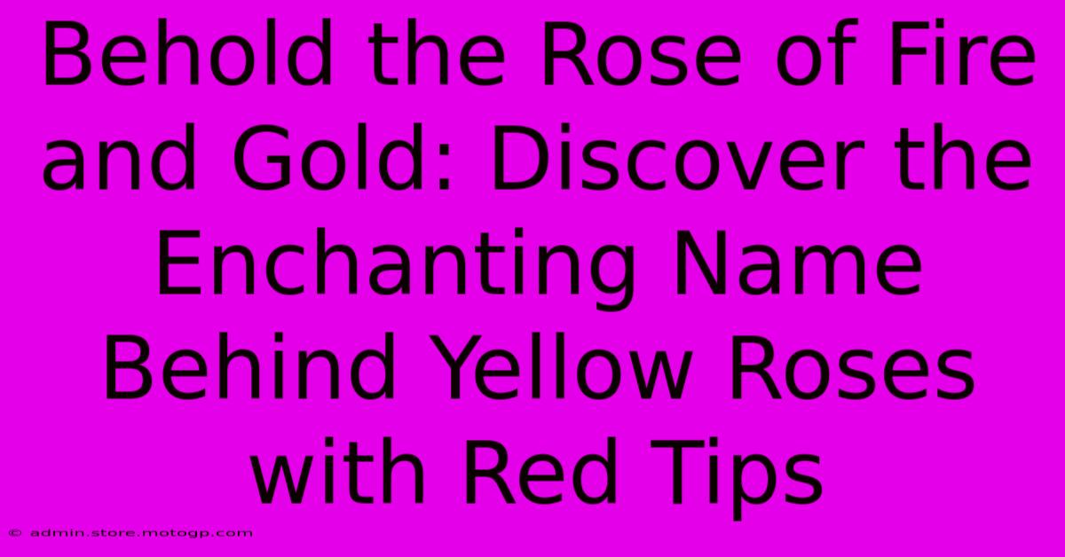 Behold The Rose Of Fire And Gold: Discover The Enchanting Name Behind Yellow Roses With Red Tips