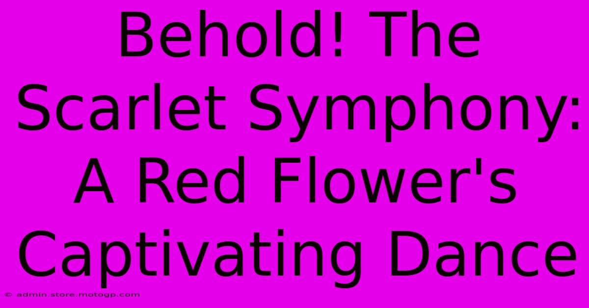 Behold! The Scarlet Symphony: A Red Flower's Captivating Dance