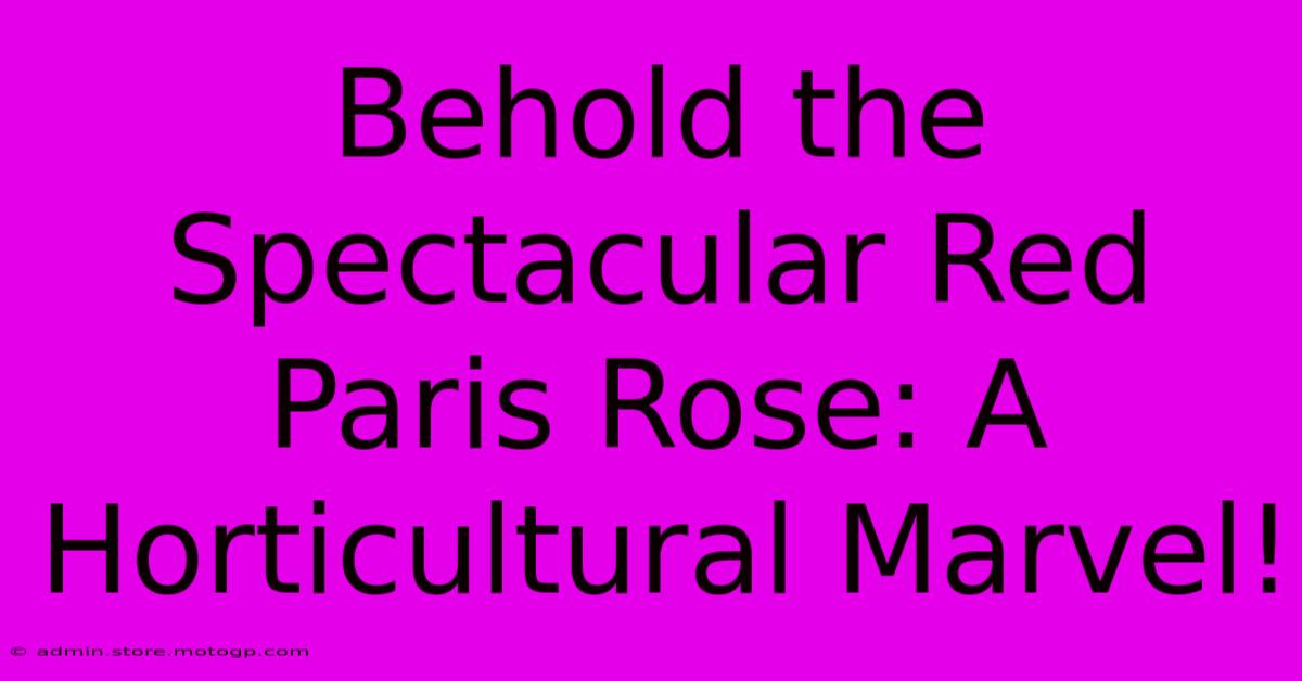 Behold The Spectacular Red Paris Rose: A Horticultural Marvel!