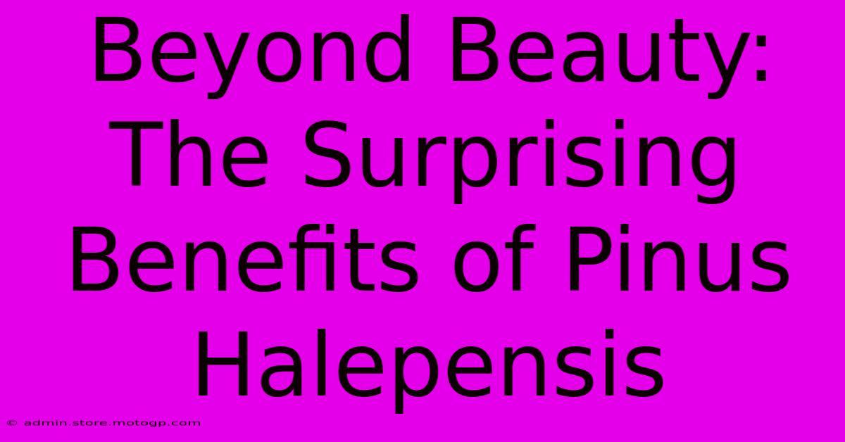 Beyond Beauty: The Surprising Benefits Of Pinus Halepensis