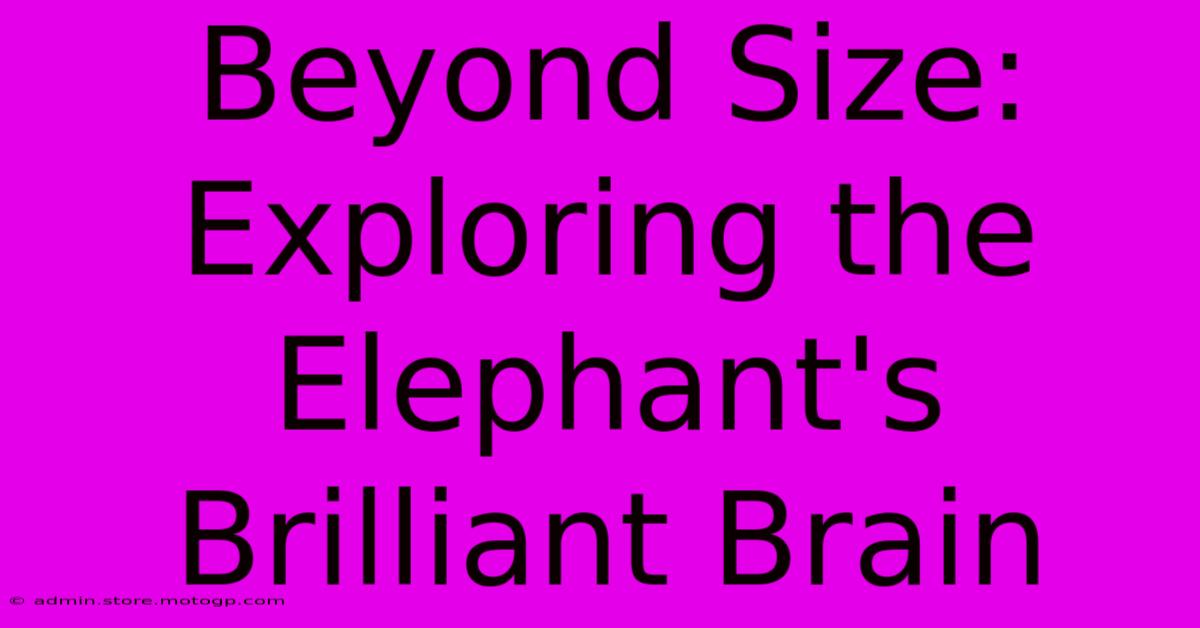 Beyond Size: Exploring The Elephant's Brilliant Brain