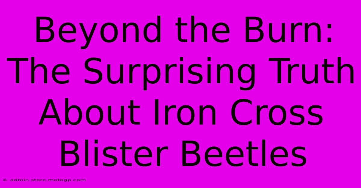 Beyond The Burn: The Surprising Truth About Iron Cross Blister Beetles