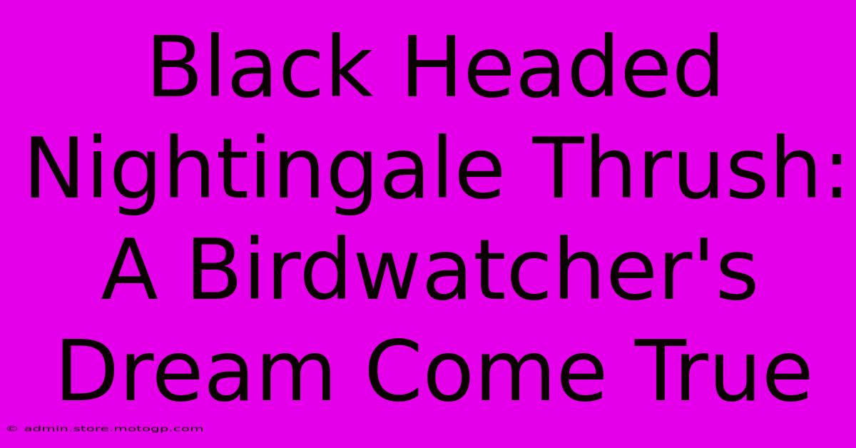 Black Headed Nightingale Thrush: A Birdwatcher's Dream Come True