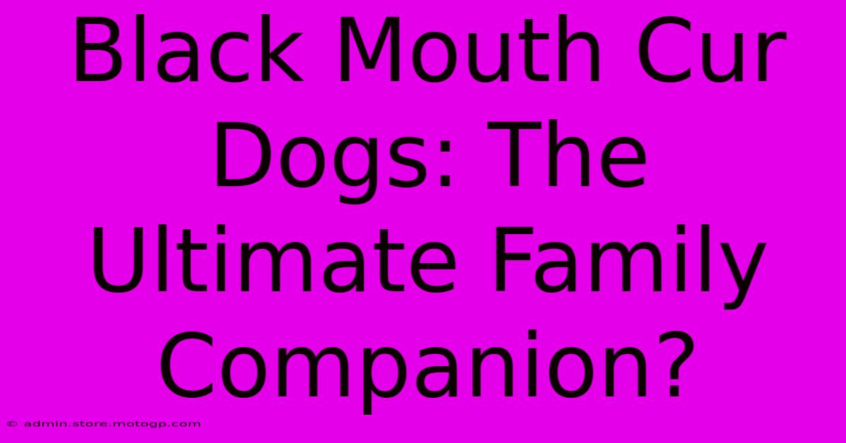 Black Mouth Cur Dogs: The Ultimate Family Companion?