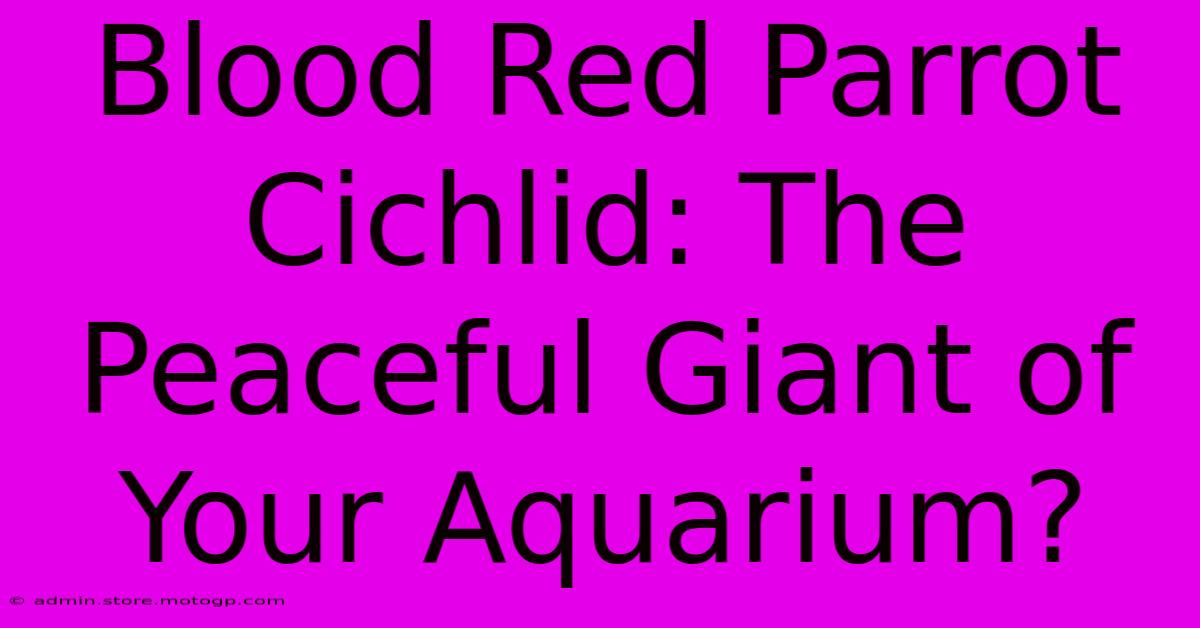 Blood Red Parrot Cichlid: The Peaceful Giant Of Your Aquarium?