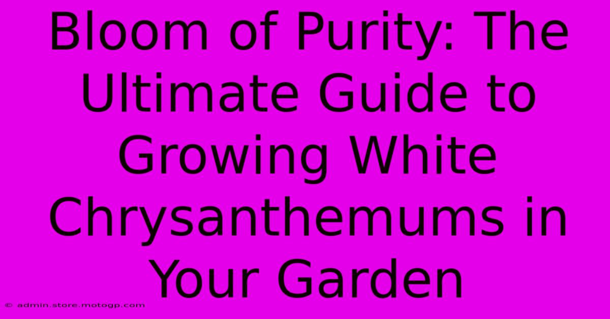 Bloom Of Purity: The Ultimate Guide To Growing White Chrysanthemums In Your Garden