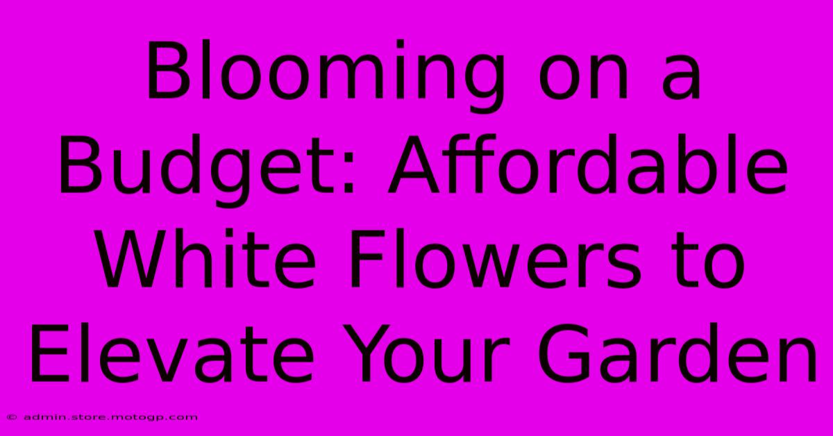 Blooming On A Budget: Affordable White Flowers To Elevate Your Garden