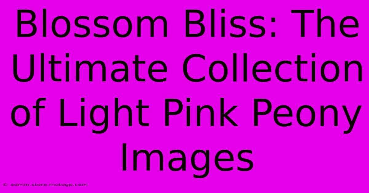 Blossom Bliss: The Ultimate Collection Of Light Pink Peony Images