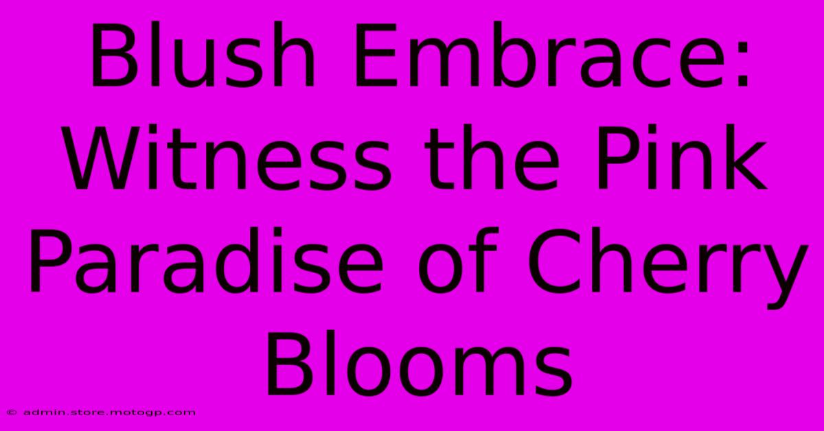 Blush Embrace: Witness The Pink Paradise Of Cherry Blooms