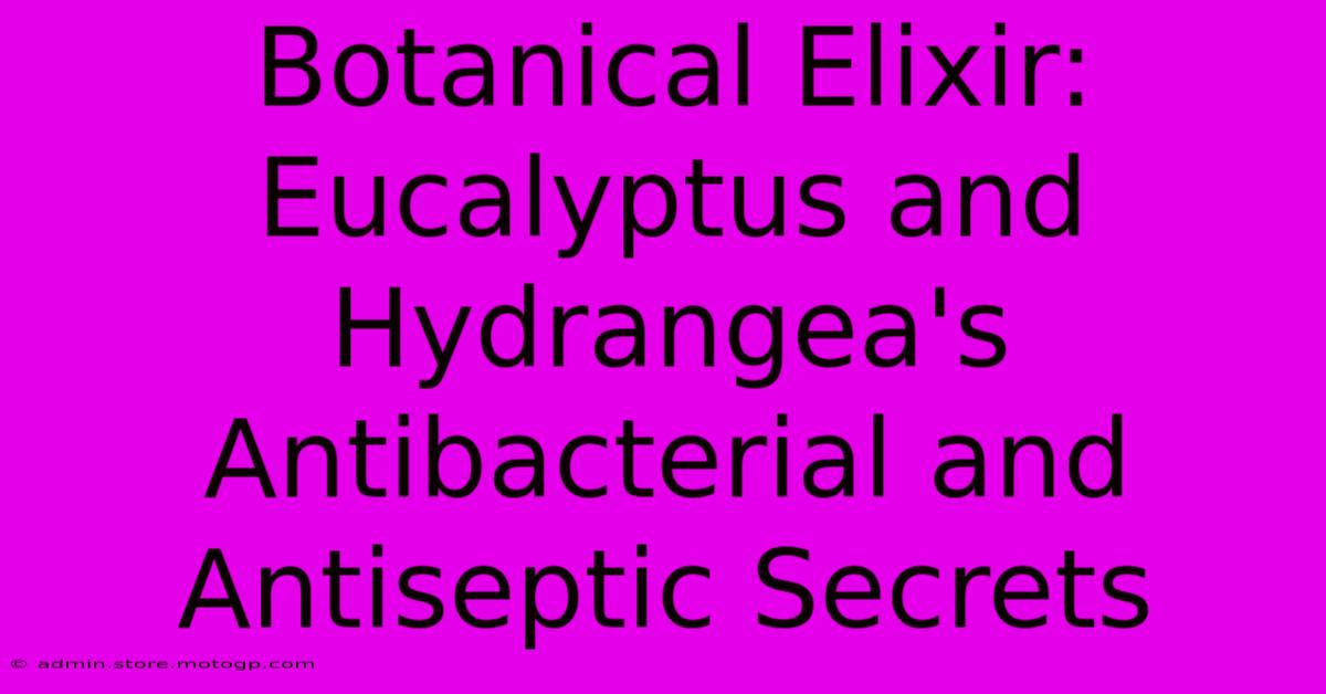 Botanical Elixir: Eucalyptus And Hydrangea's Antibacterial And Antiseptic Secrets