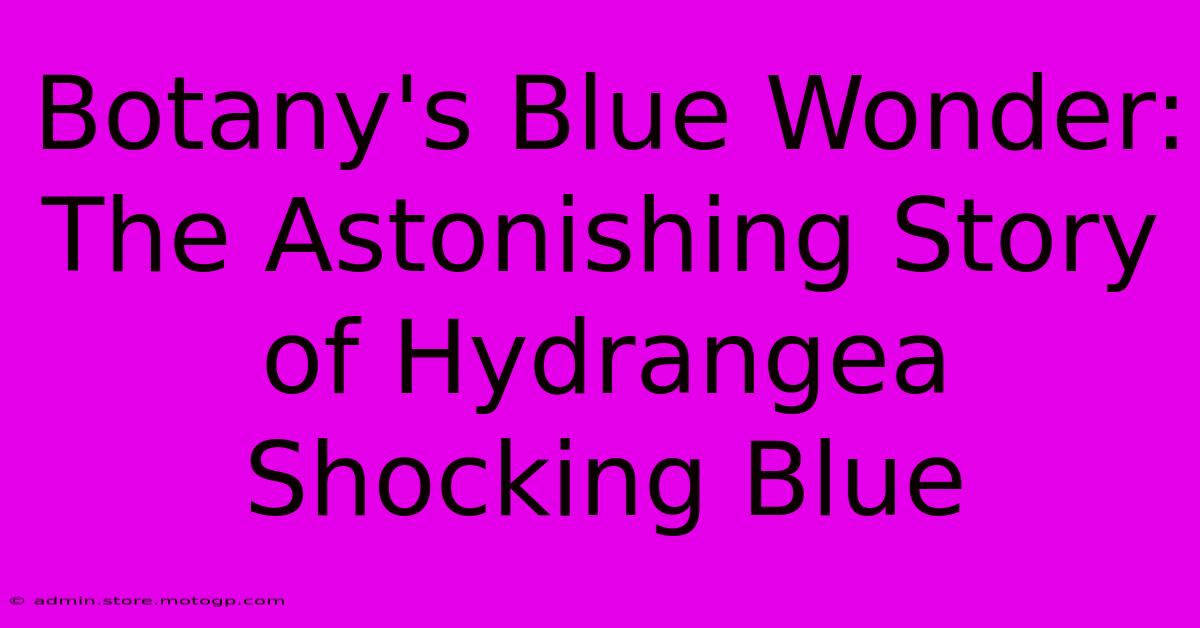 Botany's Blue Wonder: The Astonishing Story Of Hydrangea Shocking Blue