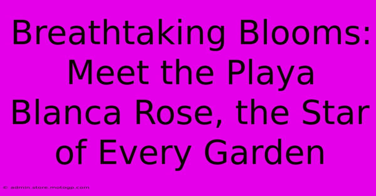 Breathtaking Blooms: Meet The Playa Blanca Rose, The Star Of Every Garden