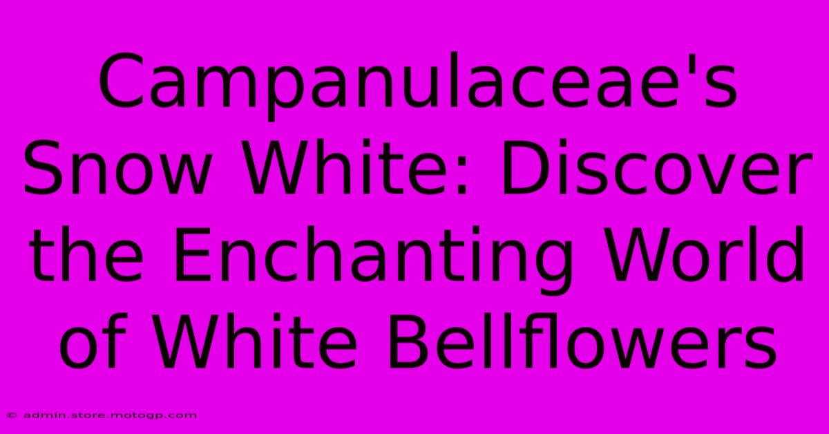 Campanulaceae's Snow White: Discover The Enchanting World Of White Bellflowers