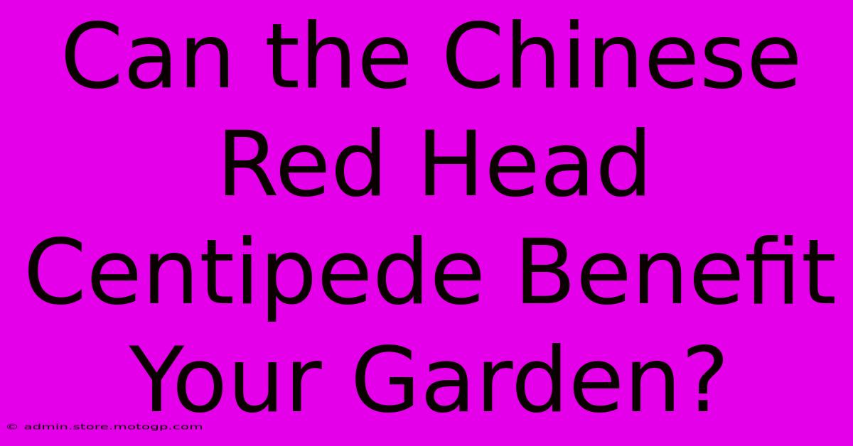 Can The Chinese Red Head Centipede Benefit Your Garden?