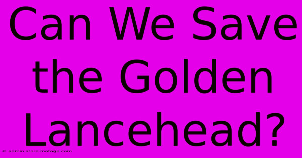 Can We Save The Golden Lancehead?