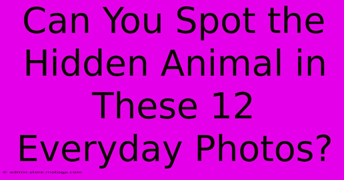 Can You Spot The Hidden Animal In These 12 Everyday Photos?