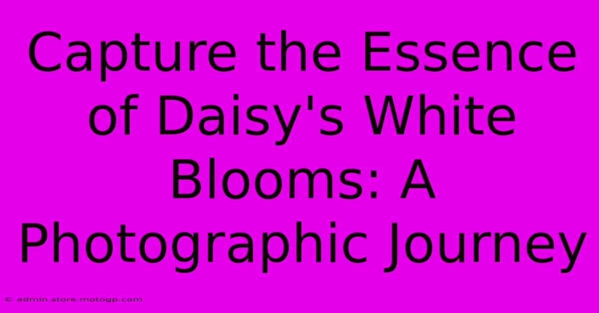 Capture The Essence Of Daisy's White Blooms: A Photographic Journey