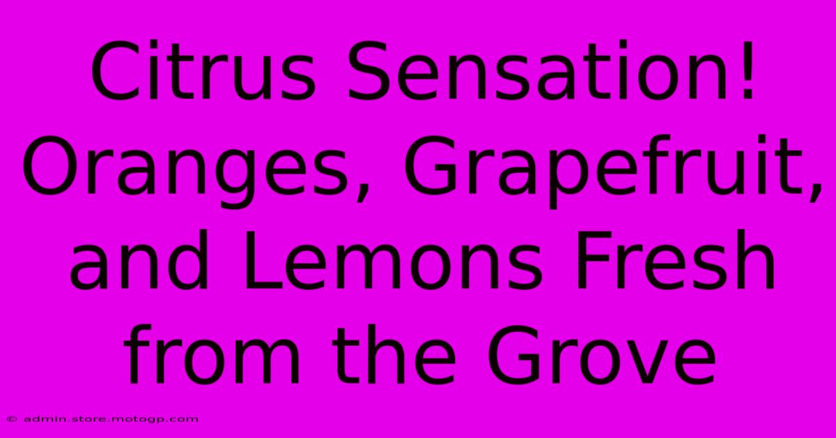 Citrus Sensation! Oranges, Grapefruit, And Lemons Fresh From The Grove