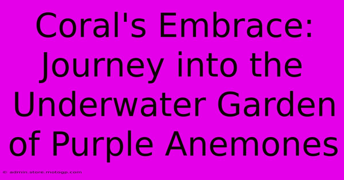 Coral's Embrace: Journey Into The Underwater Garden Of Purple Anemones