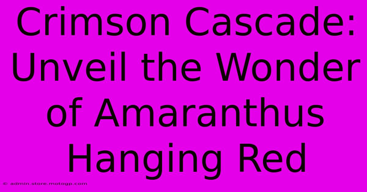 Crimson Cascade: Unveil The Wonder Of Amaranthus Hanging Red