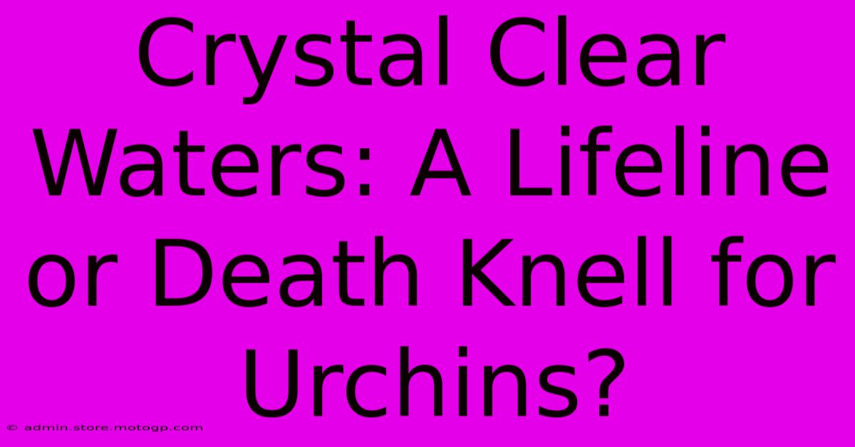 Crystal Clear Waters: A Lifeline Or Death Knell For Urchins?