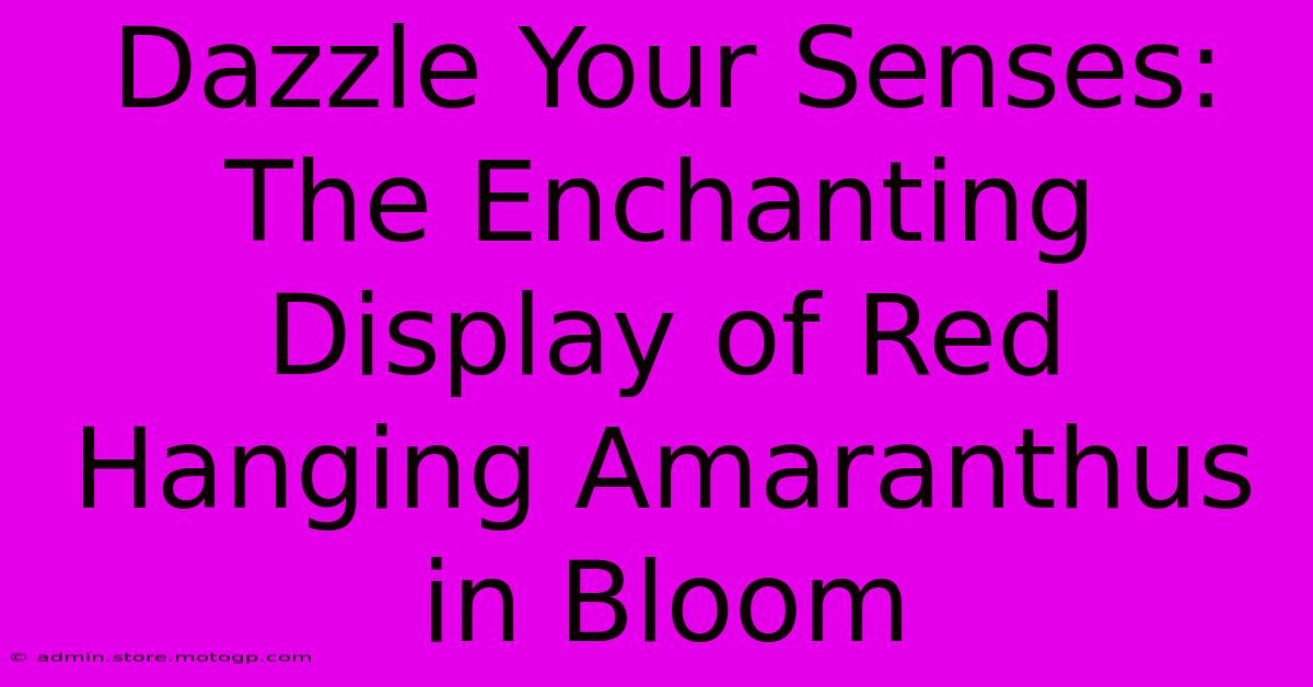 Dazzle Your Senses: The Enchanting Display Of Red Hanging Amaranthus In Bloom