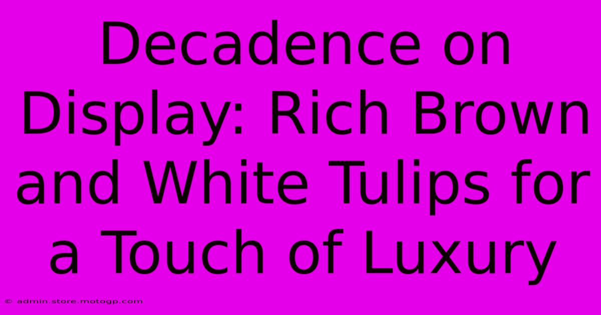 Decadence On Display: Rich Brown And White Tulips For A Touch Of Luxury