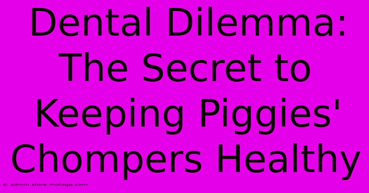 Dental Dilemma: The Secret To Keeping Piggies' Chompers Healthy