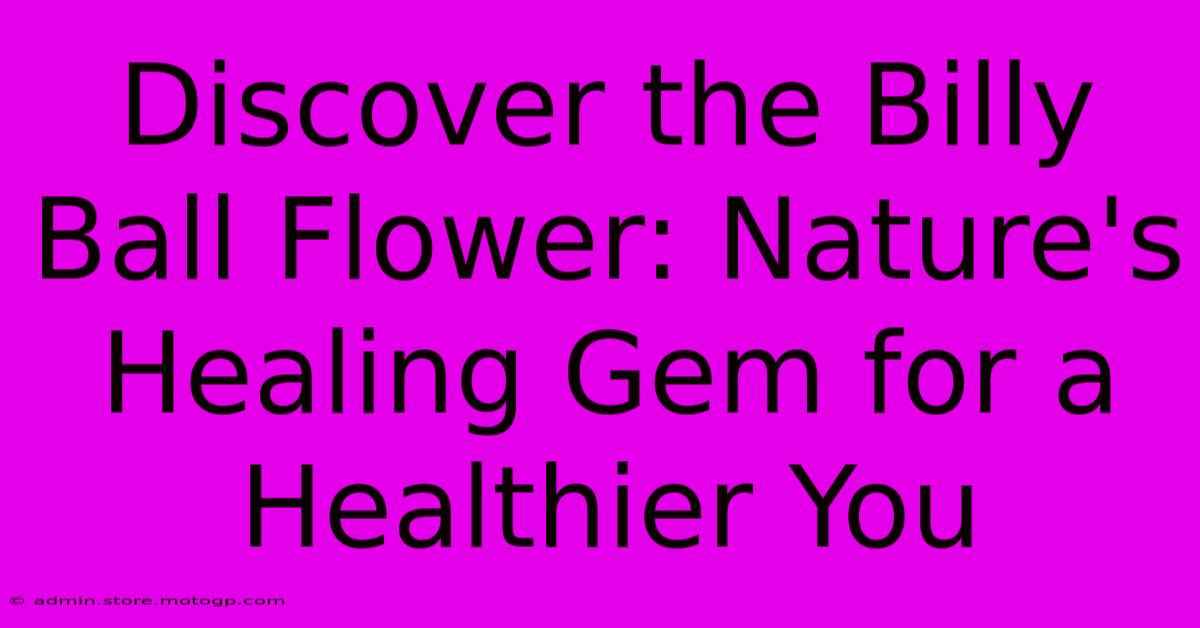 Discover The Billy Ball Flower: Nature's Healing Gem For A Healthier You