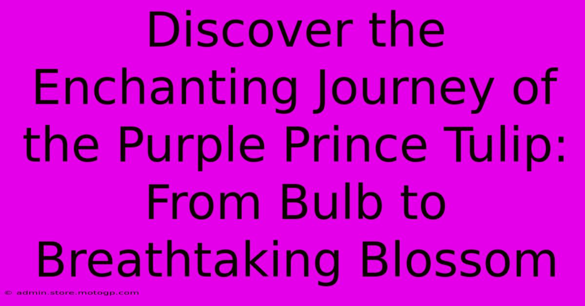 Discover The Enchanting Journey Of The Purple Prince Tulip: From Bulb To Breathtaking Blossom