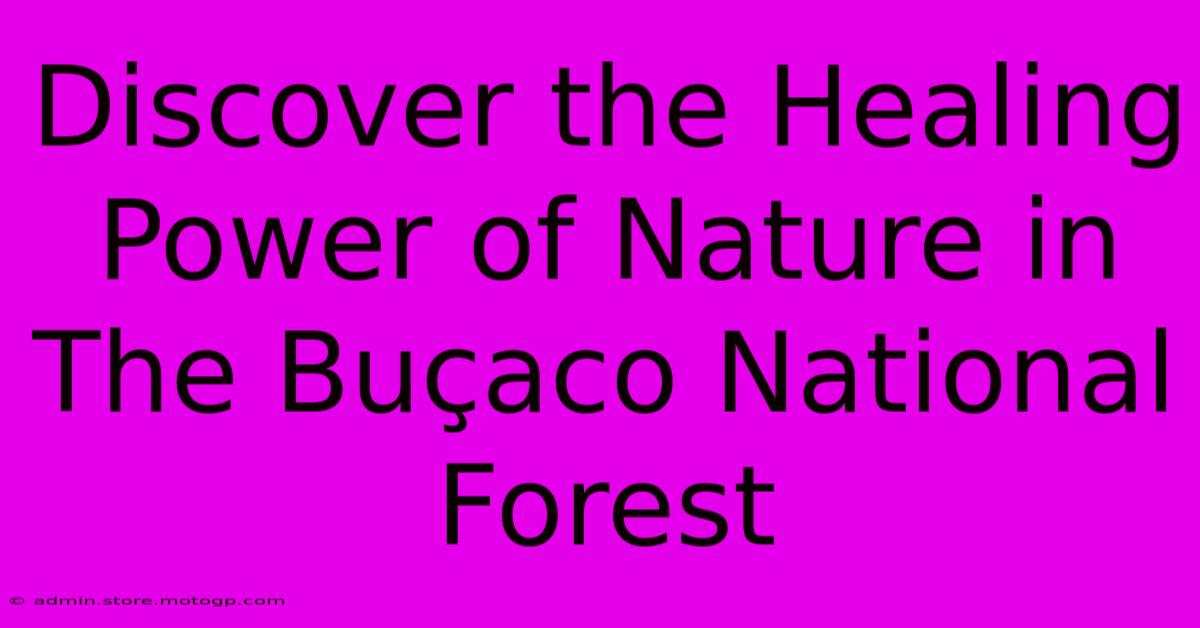 Discover The Healing Power Of Nature In The Buçaco National Forest