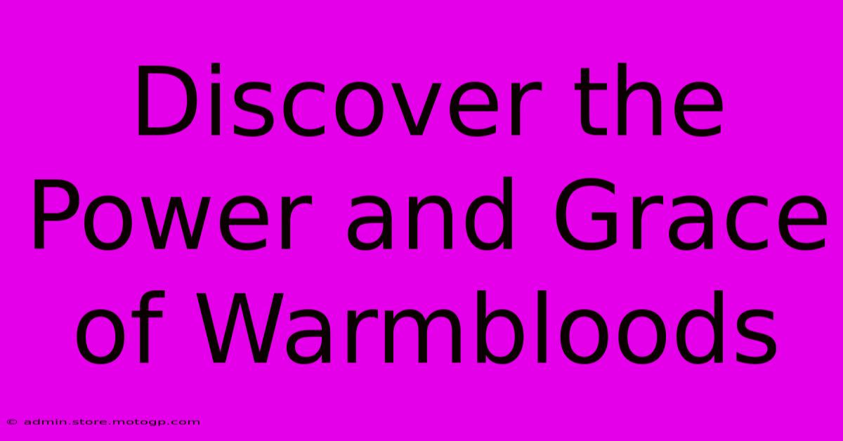 Discover The Power And Grace Of Warmbloods