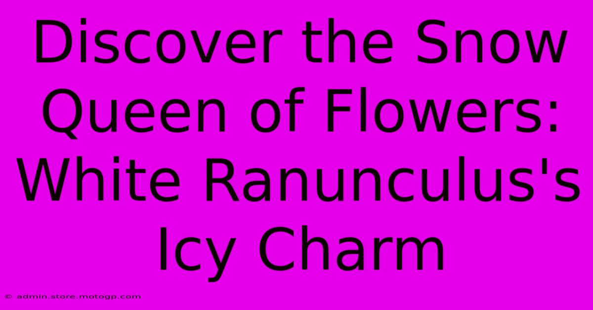 Discover The Snow Queen Of Flowers: White Ranunculus's Icy Charm