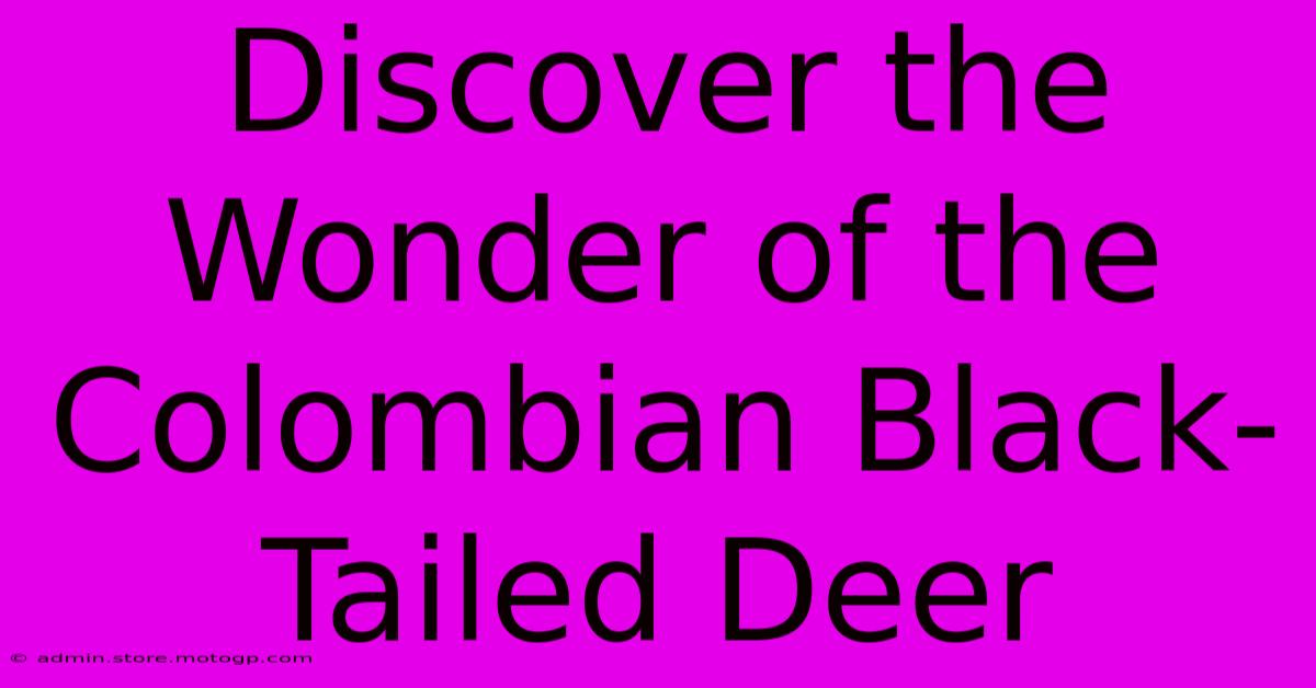 Discover The Wonder Of The Colombian Black-Tailed Deer