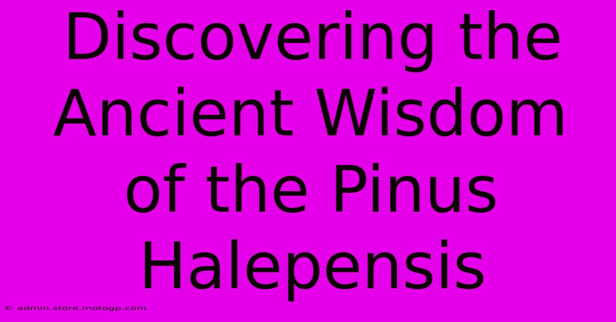 Discovering The Ancient Wisdom Of The Pinus Halepensis