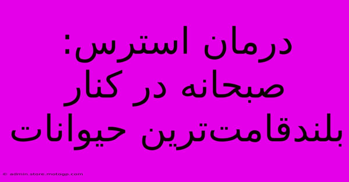 درمان استرس: صبحانه در کنار بلندقامت‌ترین حیوانات