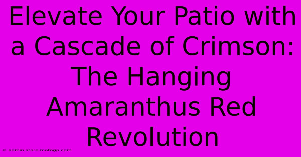Elevate Your Patio With A Cascade Of Crimson: The Hanging Amaranthus Red Revolution