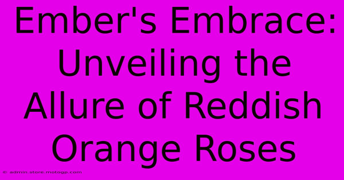 Ember's Embrace: Unveiling The Allure Of Reddish Orange Roses