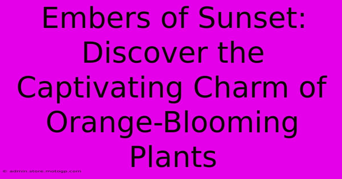 Embers Of Sunset: Discover The Captivating Charm Of Orange-Blooming Plants